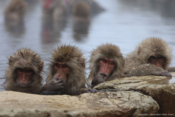 snowmonkey snowmonkey